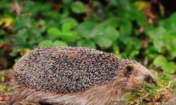 冬眠的動(dòng)物都有哪些,冬眠的動(dòng)物有哪些冬眠的動(dòng)物有哪些圖5