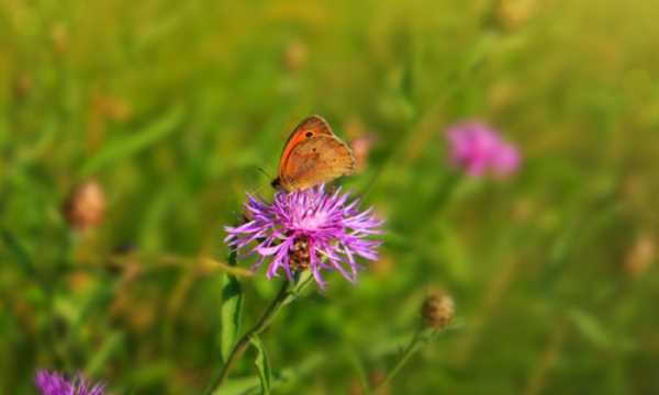 蝴蝶避暑的方法有哪些,小昆蟲的避暑方法很什么圖3