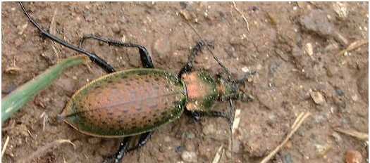 蝴蝶避暑的方法有哪些,小昆蟲的避暑方法很什么圖5