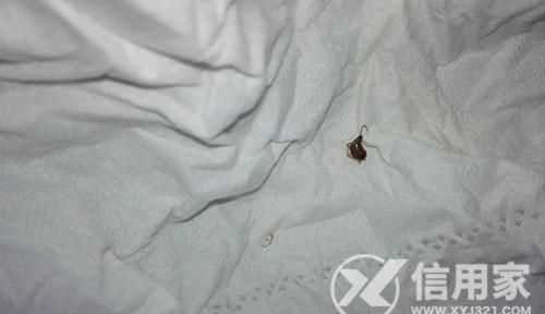床上被蟑螂爬過還能睡嗎