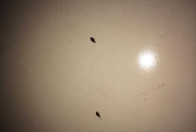 蟑螂爬到床上還能睡嗎