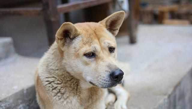 蜱蟲怕什么藥和氣味，蜱蟲死死咬在狗狗身上，要怎么取下來？圖1