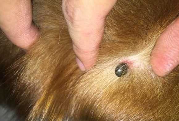 蜱蟲怕什么藥和氣味，蜱蟲死死咬在狗狗身上，要怎么取下來？圖2