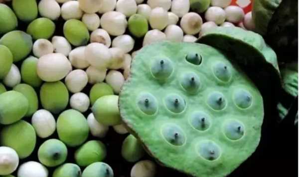 芡實是蓮子,芡實是蓮子的一種嗎圖2