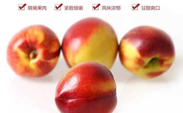 鮮油桃可以冰箱保鮮嗎