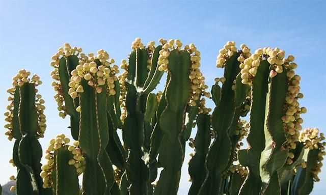 電腦旁邊放仙人掌能防輻射嗎，電腦旁邊放的仙人球，真能防輻射嗎？圖2