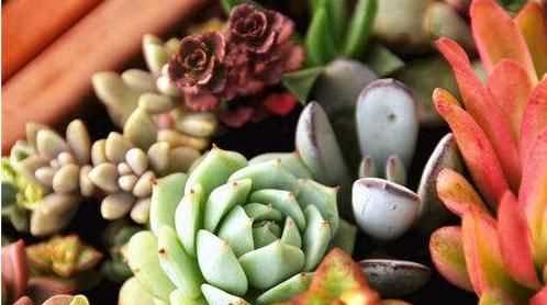 電腦旁邊放仙人掌能防輻射嗎，電腦旁邊放的仙人球，真能防輻射嗎？圖4