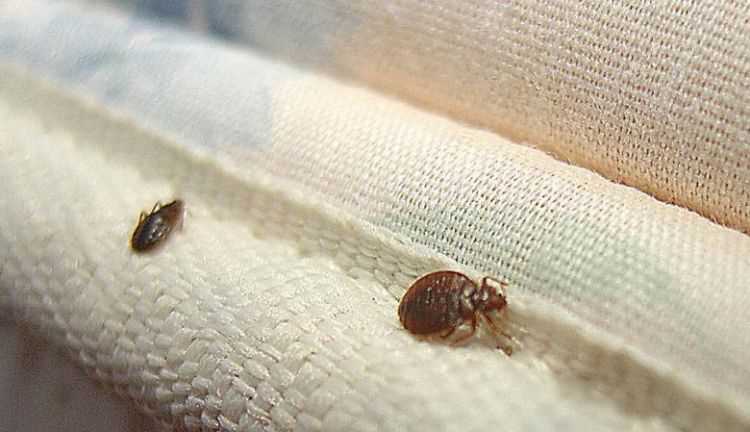 開燈睡覺臭蟲還會(huì)出來嗎,床上的臭蟲開著燈它會(huì)出來