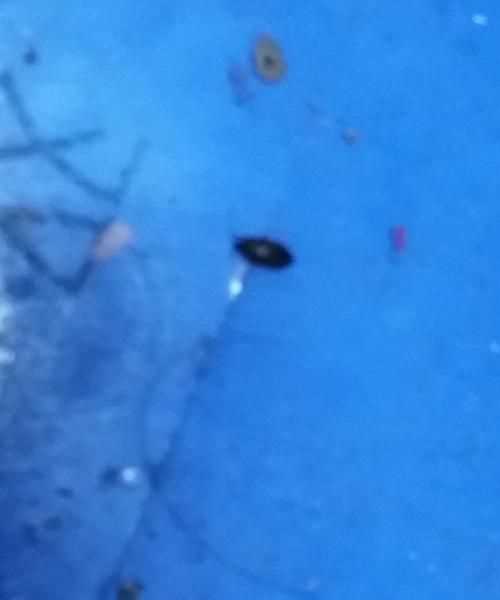 開燈睡覺臭蟲還會(huì)出來嗎