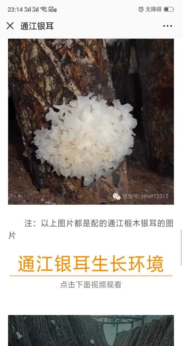 隔夜的白木耳能吃嗎，煮好的白木耳和蓮子放冰箱過夜能吃嗎？圖8