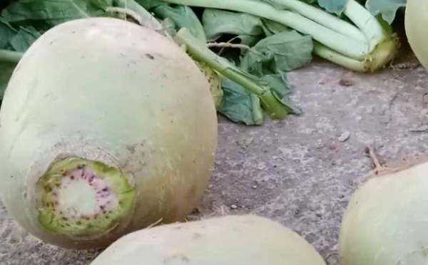 樓房怎樣儲存大蘿卜,在北方冬天樓房怎么儲存蘿卜圖5