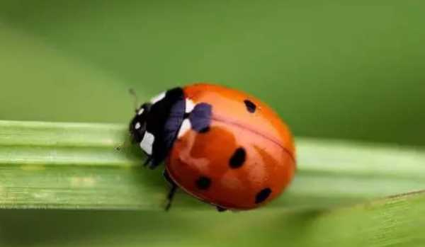 七星瓢蟲為什么是益蟲,七星瓢蟲是害蟲還是益蟲啊圖2