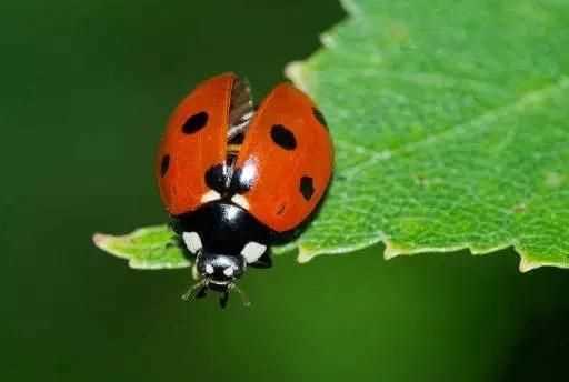 七星瓢蟲為什么是益蟲