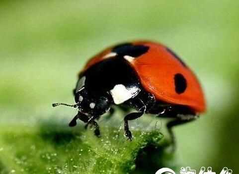 大家知道為何有的瓢蟲是益蟲還是害蟲