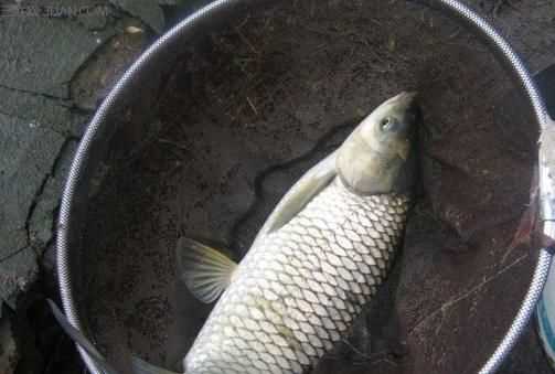 釣草魚是釣底還是釣浮比較好