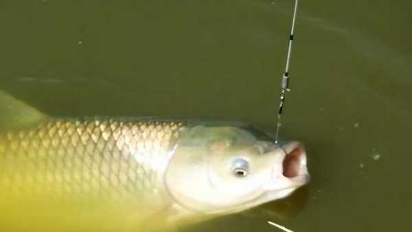 水庫釣草魚釣底還是釣浮,釣草魚是釣底還是釣浮比較好圖4