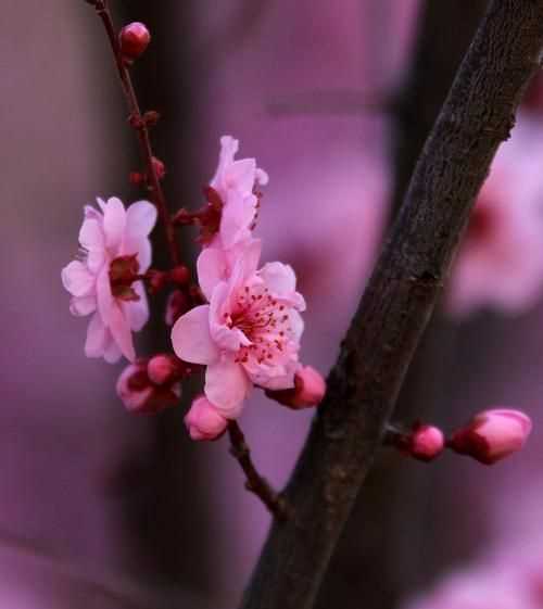 百花爭艷,花紅柳綠,春色滿園描寫什么季節(jié)