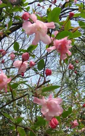 花紅柳綠屬于哪個季節(jié)的成語