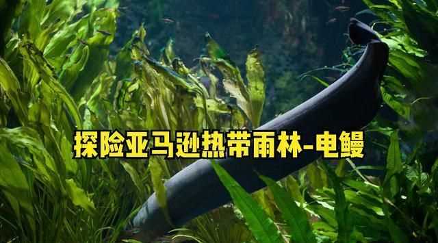 熱帶雨林有什么危險(xiǎn)的猛獸