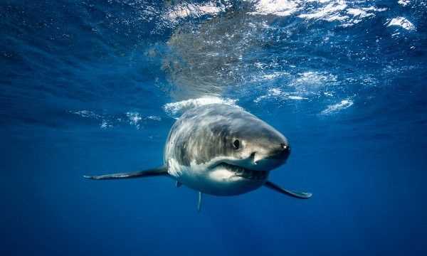 海洋中的海中霸王是什么,海中霸王是什么動物圖3