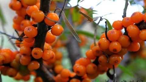 沙棘果冷凍了應(yīng)該怎么吃呀，一次吃多少，我的果是新鮮的