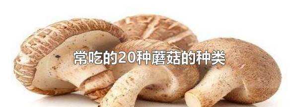 市場上常吃的蘑菇種類,常吃的20種蘑菇的種類圖片圖1