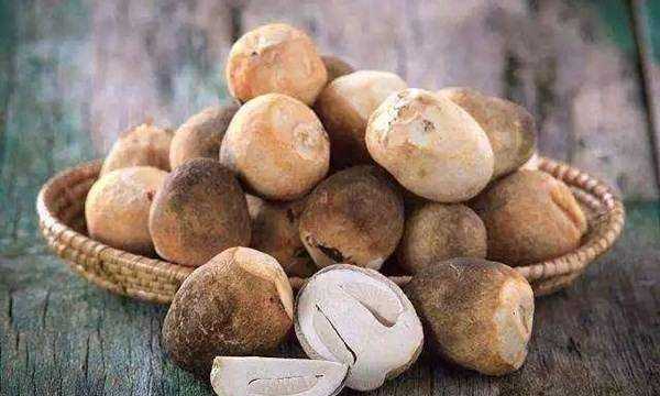 市場上常吃的蘑菇種類,常吃的20種蘑菇的種類圖片圖8