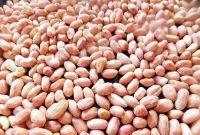 花生油要燒成熟油,花生油需要先熬一下嗎圖3