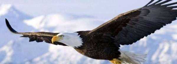 美國的國寶是什么,美國國寶是什么圖1