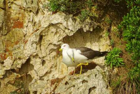 美國的國寶是什么,美國國寶是什么圖3