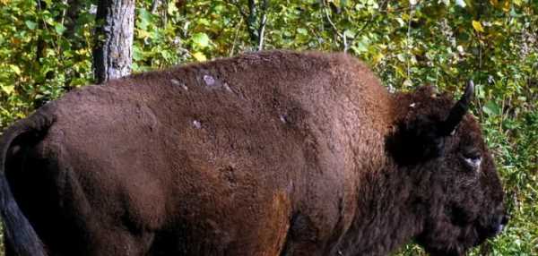 美國的國寶是什么,美國國寶是什么圖4