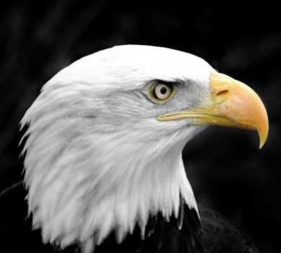 美國的國寶是什么,美國國寶是什么圖5