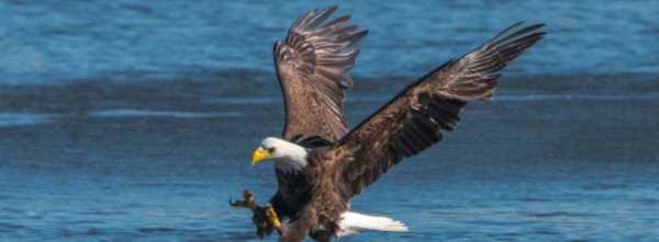 美國的國寶是什么,美國國寶是什么圖6