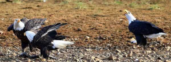 美國的國寶是什么,美國國寶是什么圖7