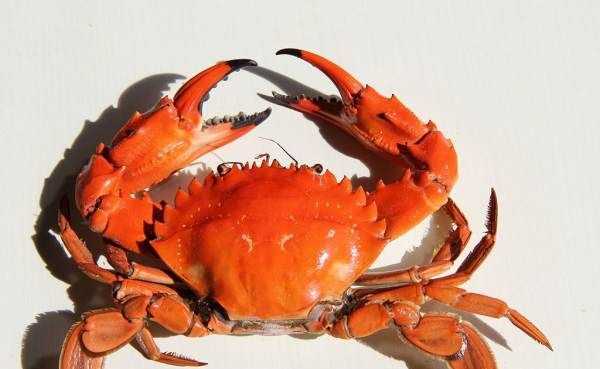 螃蟹是放在水里面養(yǎng)還是不放水,螃蟹可以放水里養(yǎng)著嗎圖2