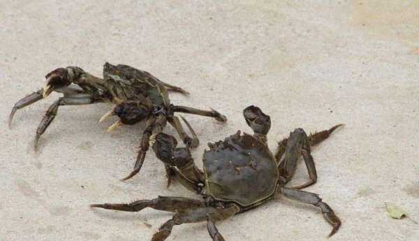 螃蟹是放在水里面養(yǎng)還是不放水,螃蟹可以放水里養(yǎng)著嗎圖4