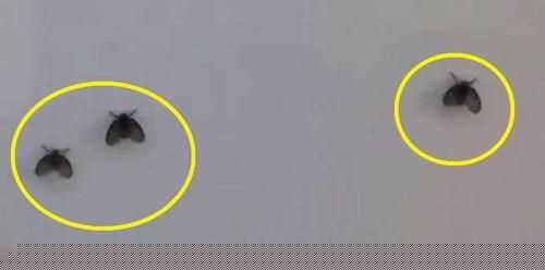 面粉里的小黑蟲有毒嗎