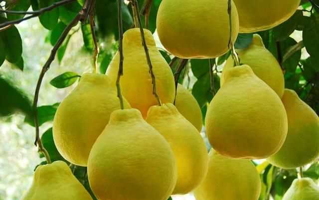 柚子苦能吃嗎，柚子皮薄吃起來(lái)苦苦地怎么回事，還能吃嗎？圖2