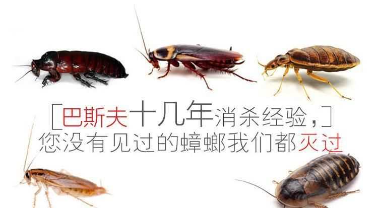 家庭自己消殺蟑螂，最有效的方法是什么！
