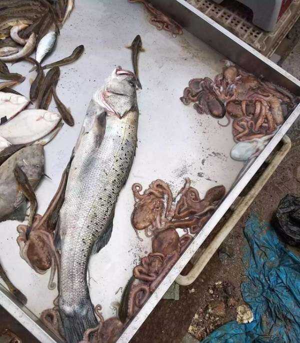 海鮮爆頭是什么東西,海邊有些漁民吃八爪魚動(dòng)不動(dòng)就是爆頭的圖4