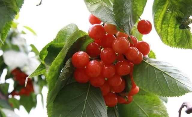 櫻桃放多久會變味，冰糖櫻桃汁能存放多久？圖2