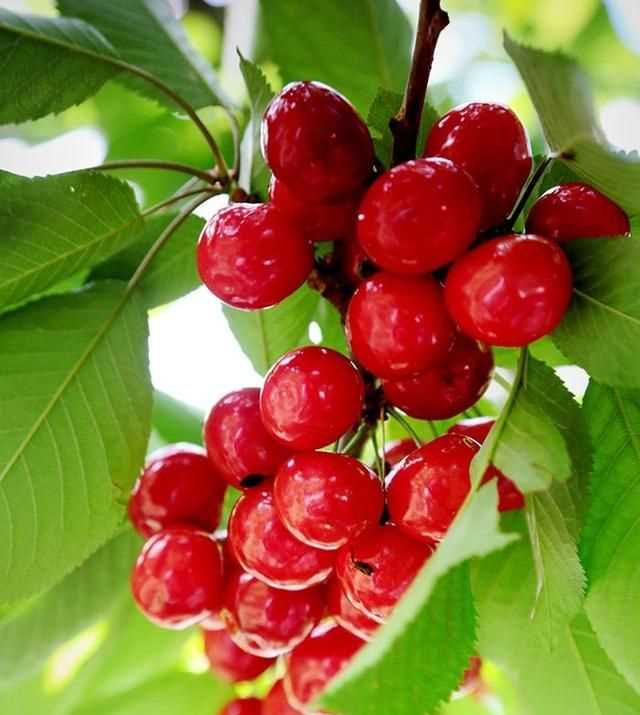 櫻桃放多久會變味，冰糖櫻桃汁能存放多久？圖3