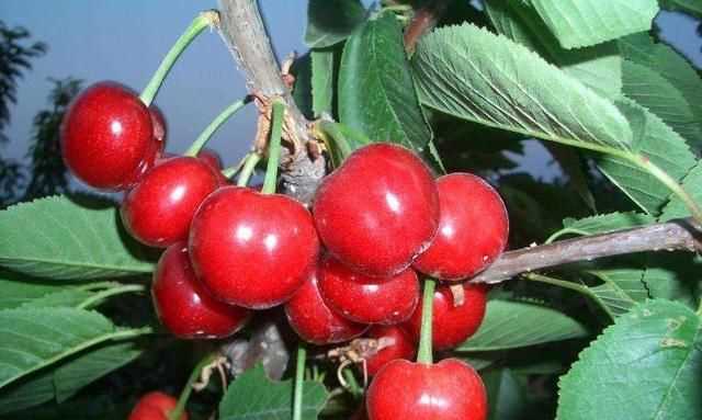 櫻桃放多久會變味，冰糖櫻桃汁能存放多久？圖4