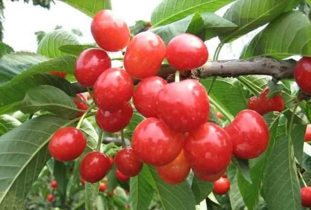 櫻桃放多久會變味，冰糖櫻桃汁能存放多久？圖6