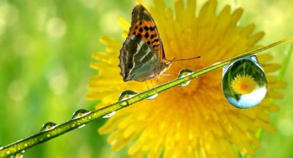不怕打雷下大雨的動物,只怕雨水不怕風什么動物圖6
