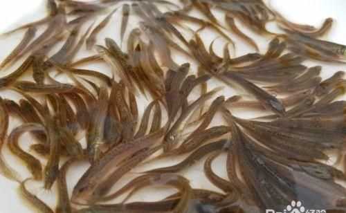 剛死掉的泥鰍可以吃嗎