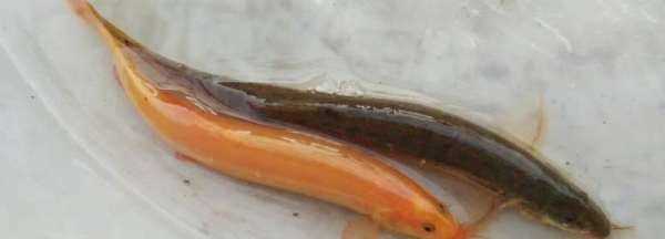 泥鰍死了還能吃,泥鰍死掉可以吃嗎圖4