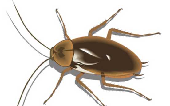 高層蟑螂多還是低層多,樓層越高蟑螂越少嗎圖4