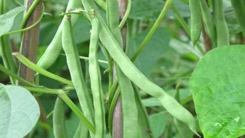 冰豆子寓意,玉四季豆的寓意是什么圖7