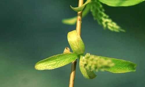 柳樹葉泡水有毒,什么人不能喝柳樹葉水飲料圖4